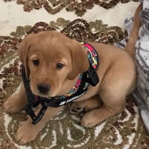 Meet your Posher, Briea